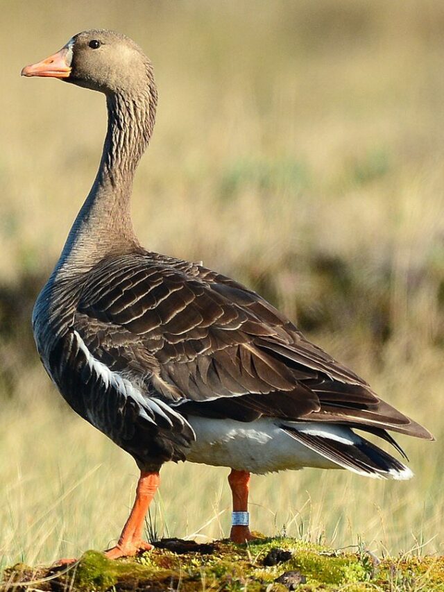 White-fronted+goose+(Ryan+Askren)