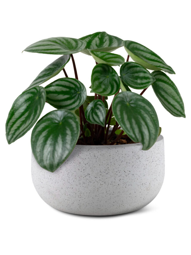 faux-watermelon-peperomia-plant-gray-pot