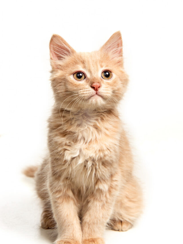 red-white-cat-i-white-studio