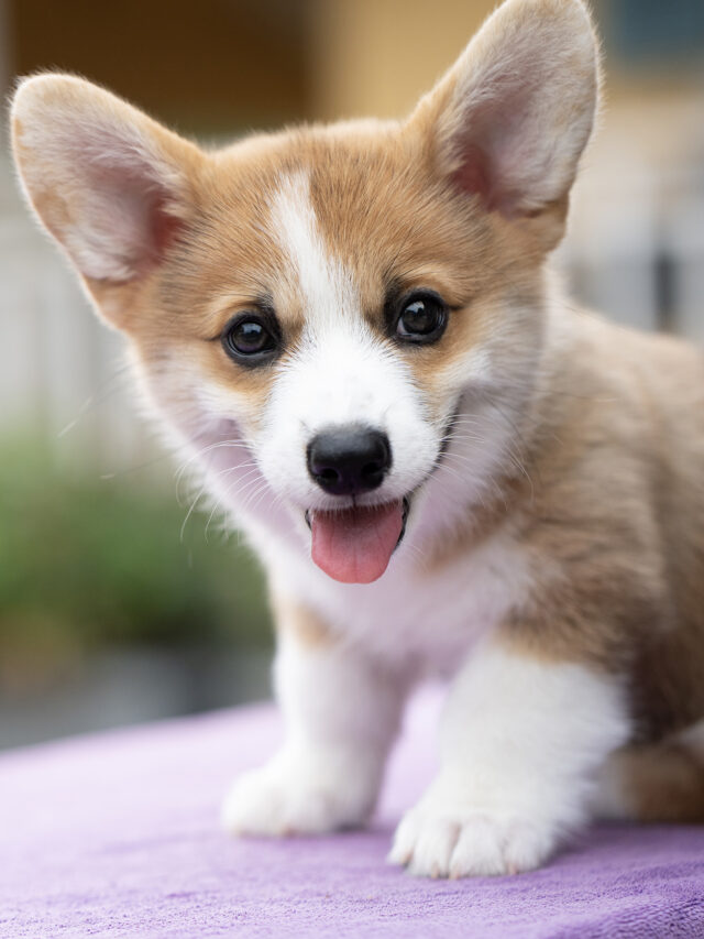 Puppy corgi dog sitting on the table in summer sunny day outdoor