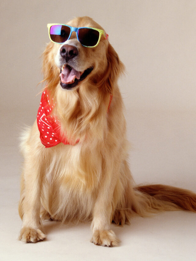 beautiful-shot-golden-retriever-wearing-cool-sunglasses-red-handkerchief