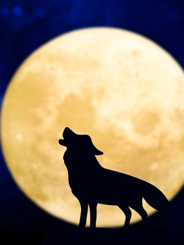 howling-wolf-silhouette-full-moon