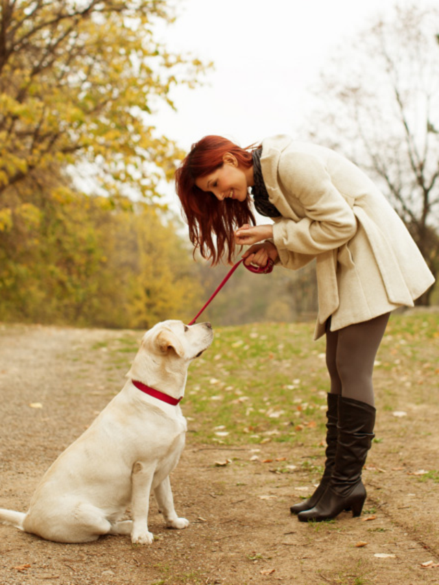 8 Common Mistakes to Avoid When Training Your Dog