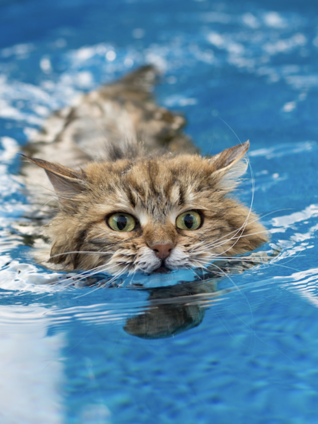 10 CAT BREEDS THAT ENJOY WATER AND SWIMMING