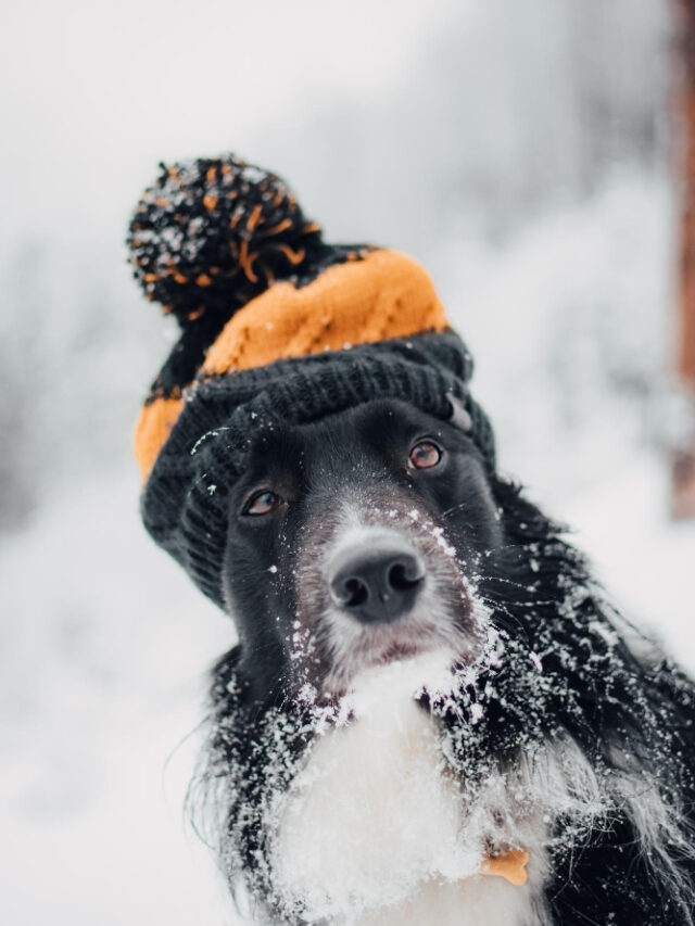 portrait-black-border-collie-with-adorable-beanie-forest-covered-snow