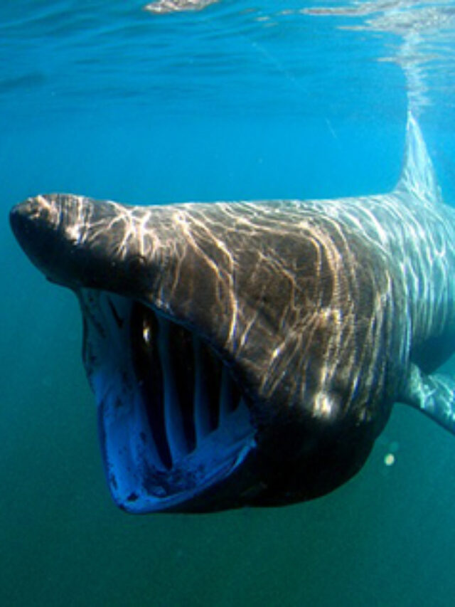 NWS_Basking-Shark_BCM040518