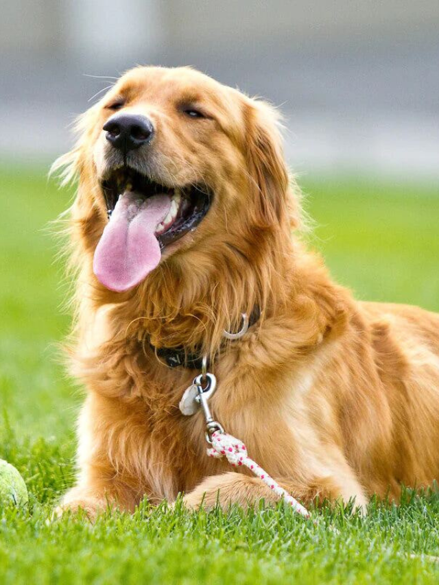 6 Of The Most Loyal Dog Breeds