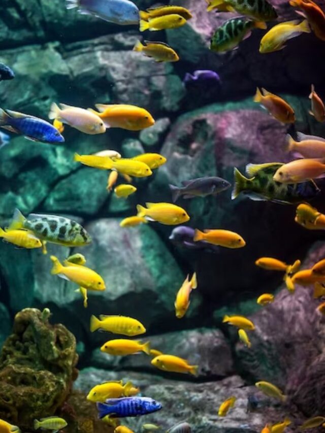 The 7 Most Stunning Aquariums In The U.S.