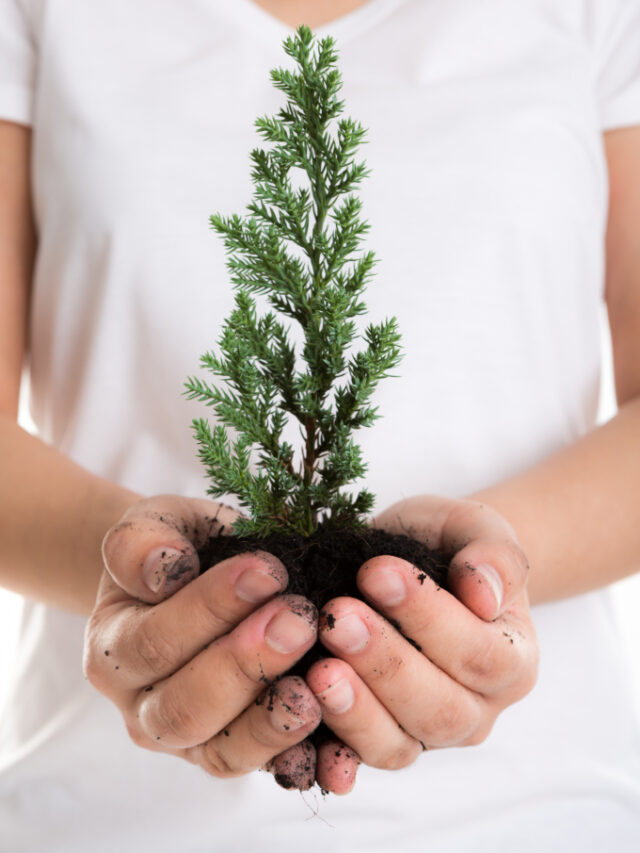 hands-holding-small-pine