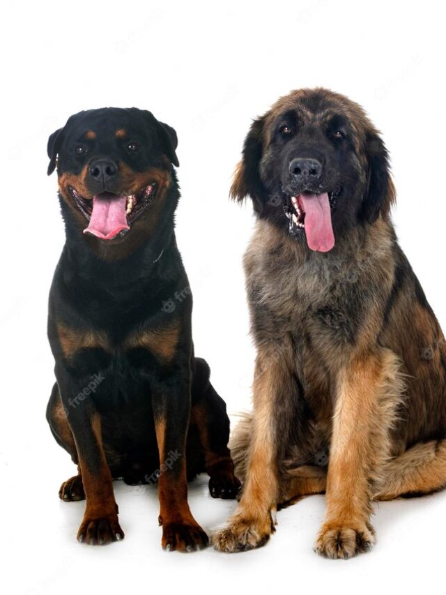 8 Key Differences Between Rottweiler and Rhodesian Ridgeback