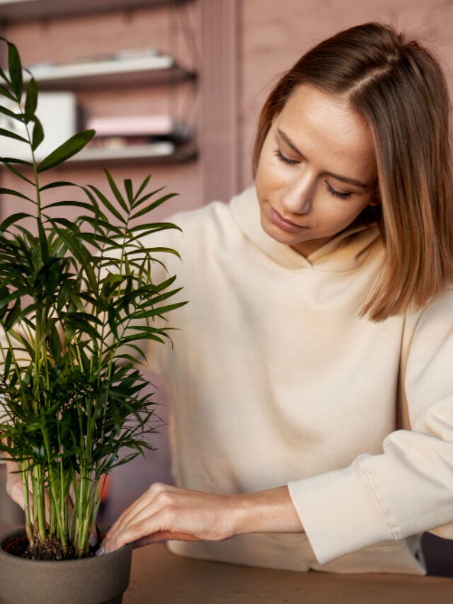 Greening Your Home: Indoor Plant Benefits