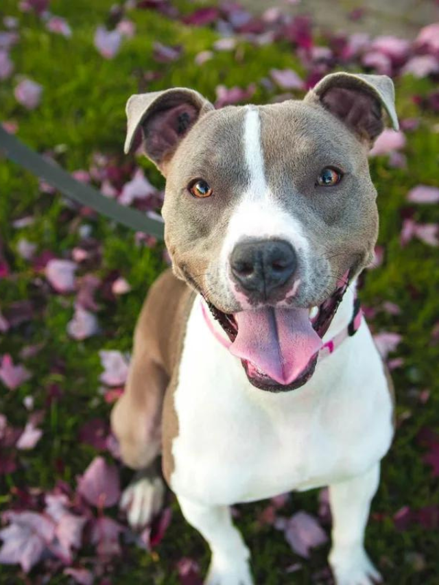 6 PIT BULL BREEDS THAT WILL STEAL YOUR HEART