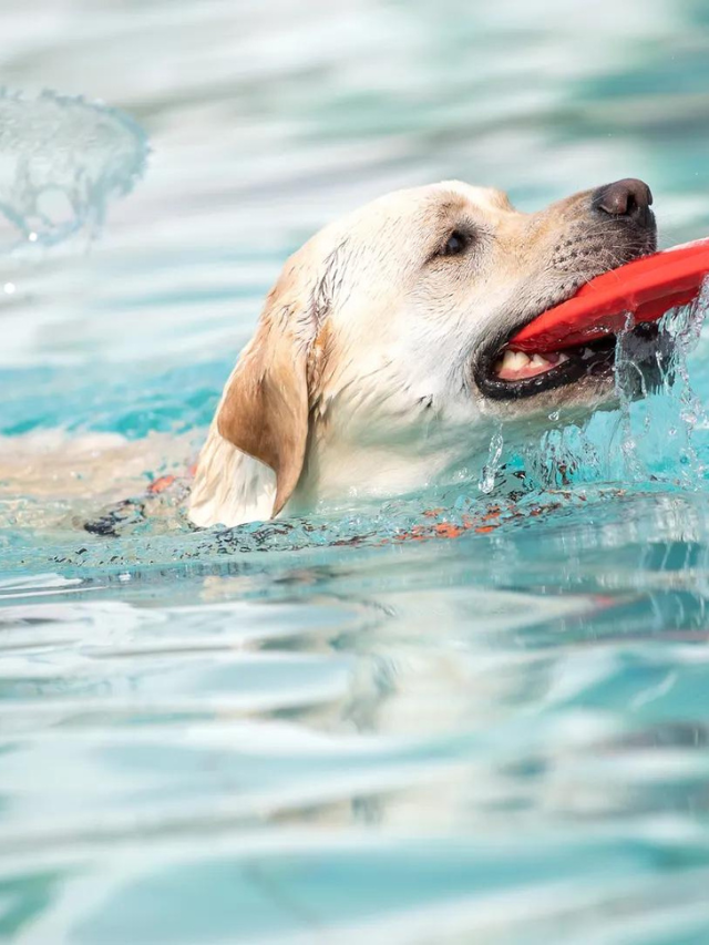 7 Pool Safety Tips for Dogs