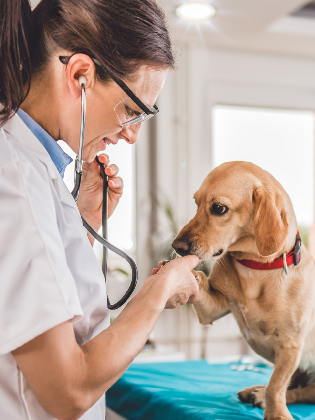 8 Things People Don’t Realize About Being a Veterinarian