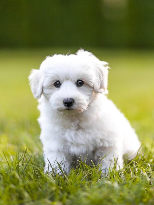 Adorable Small White Dog Breeds