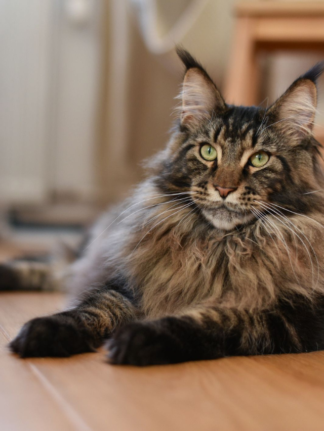 Friendliest Cat Breeds That Make Great Pets