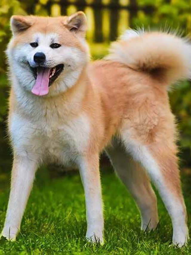 Japanese Dog Breeds Everyone Adores