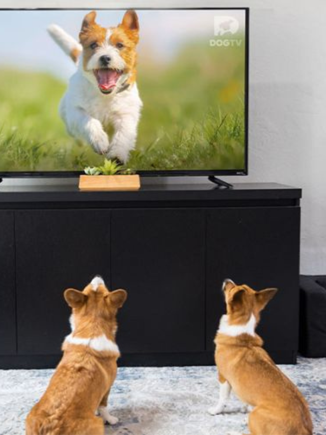 What Do Dogs See When They Watch TV?