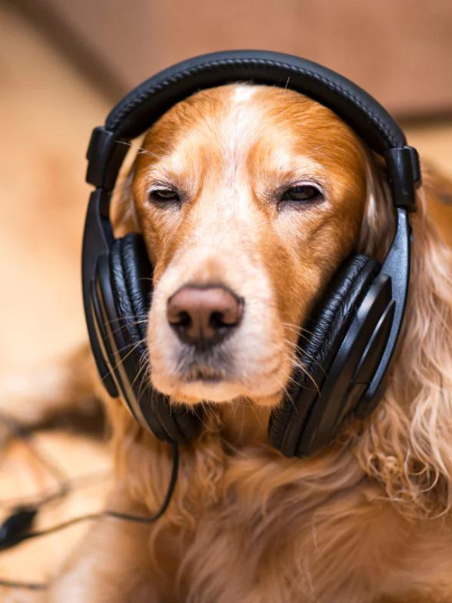 What Kind of Music Calms Dogs?