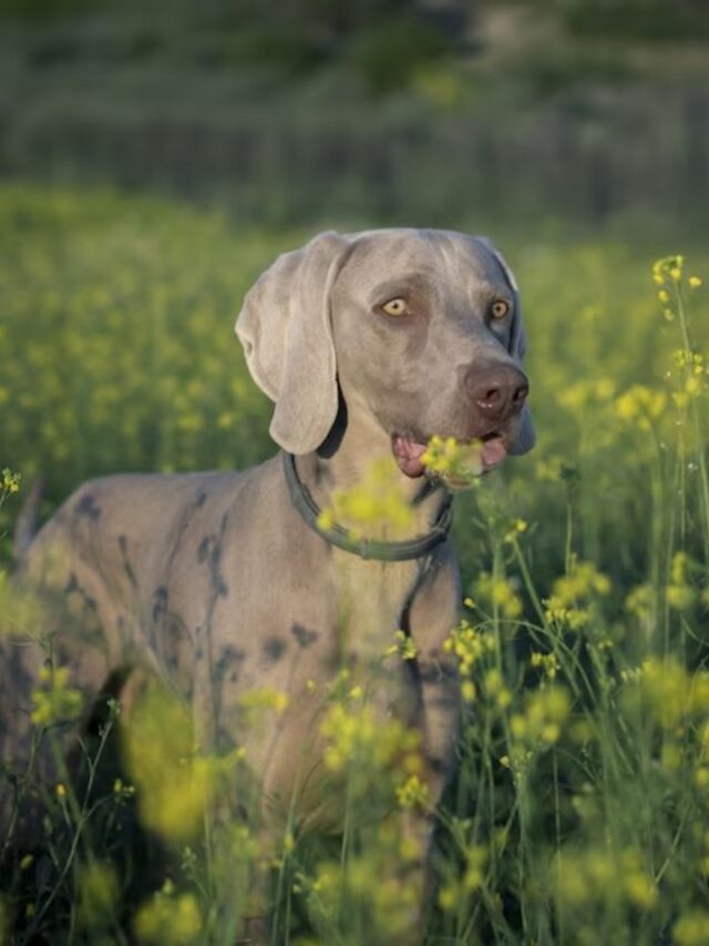 5 Best Italian Dog Breeds