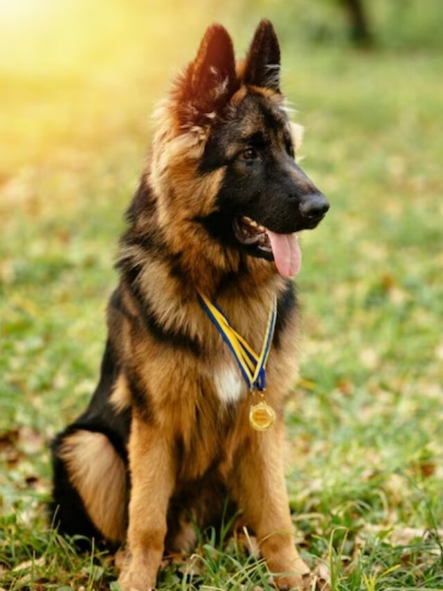 6 Best Shepherd Dog Breeds for Protection