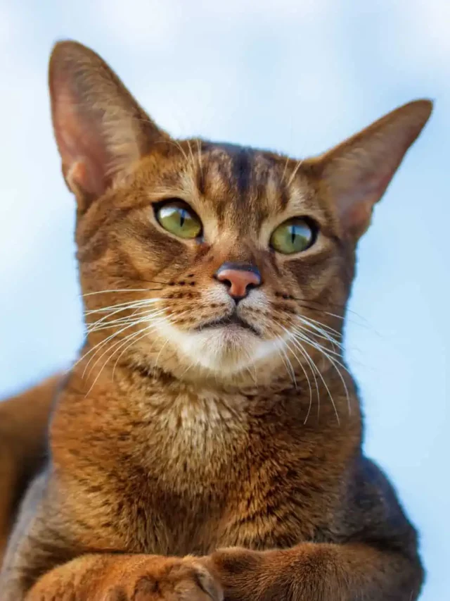 8 Talkative Cat Breeds for Good Feline Conversations