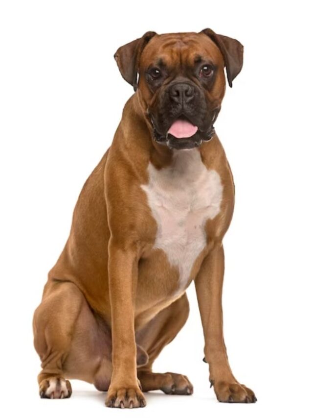 Boxers: The Upbeat and Playful Dog Breed