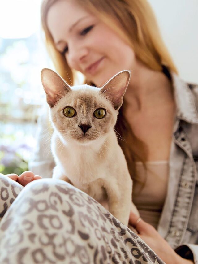 Cat Breeds That Are the Most Affectionate