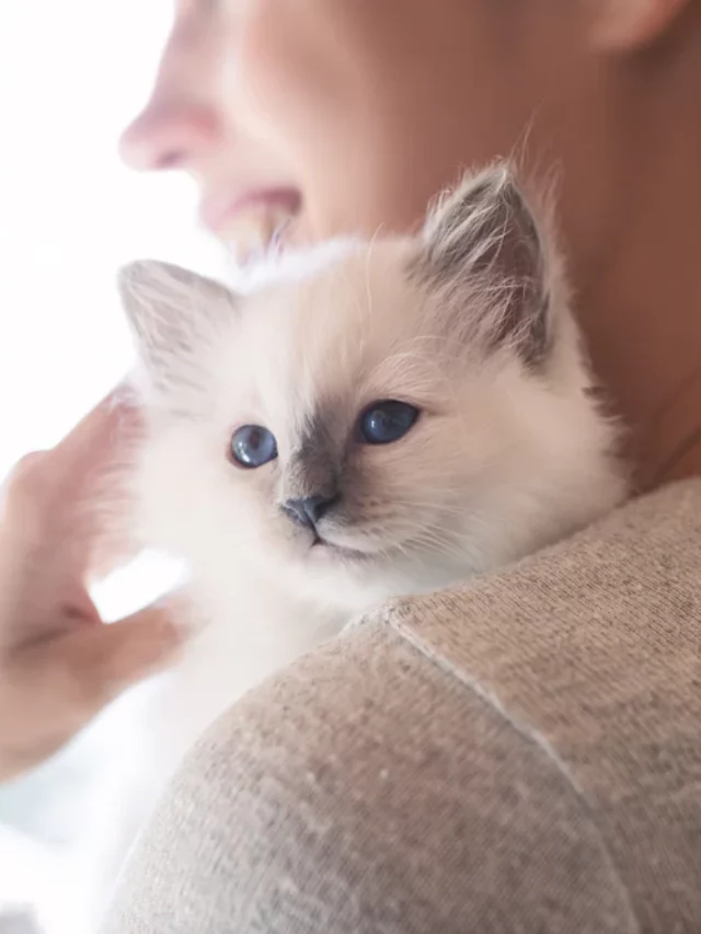 Cat Breeds for Daily Cuddle Bliss