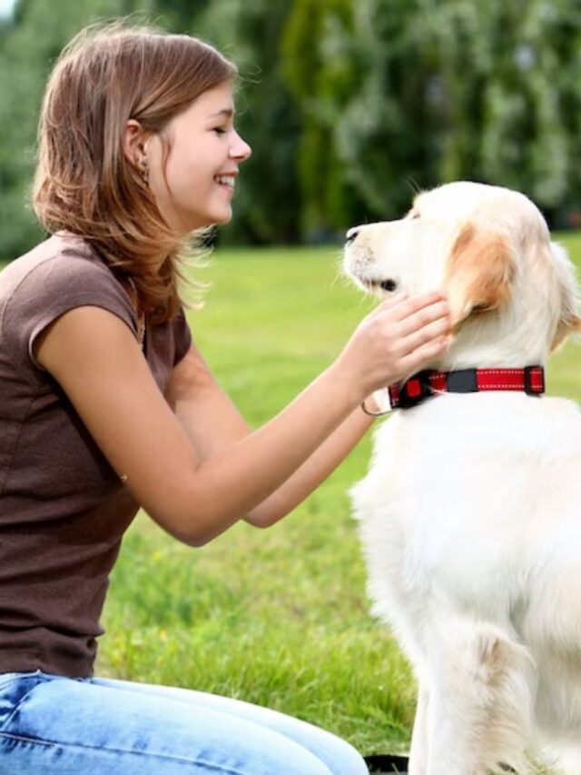 How to choose the right dog collar