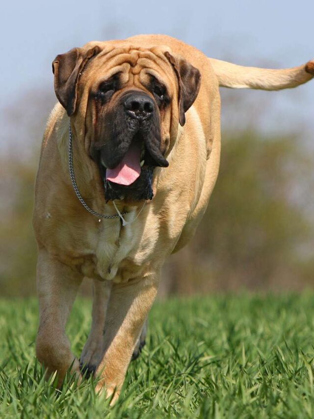 Mastiff breeds