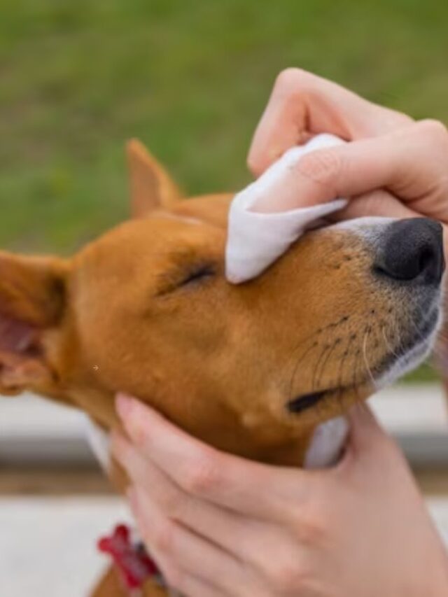 Natural flea and tick prevention for dogs