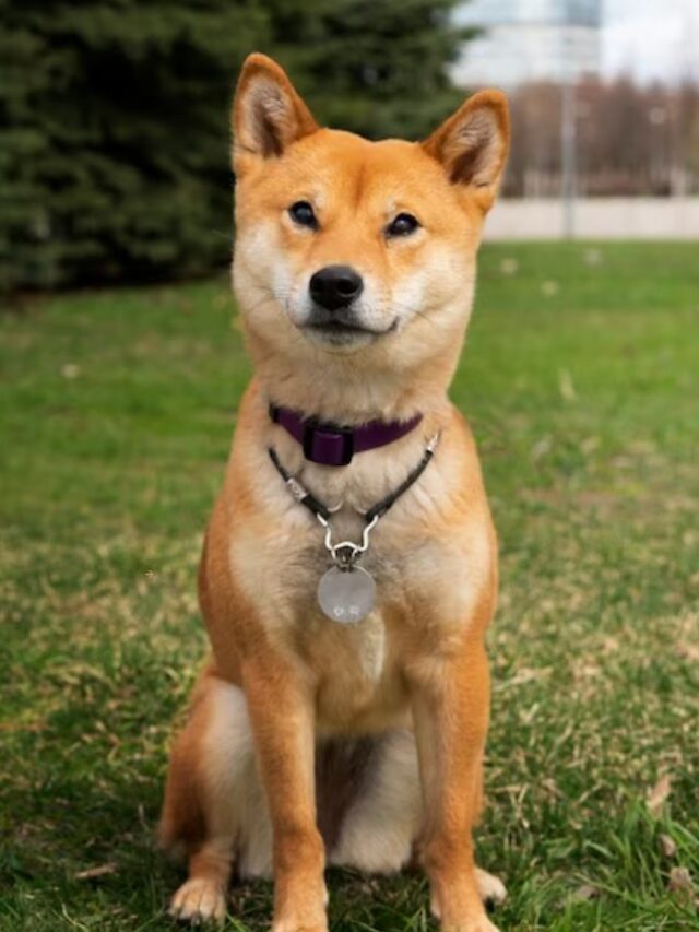 The 5 Best Japanese Dog Breeds