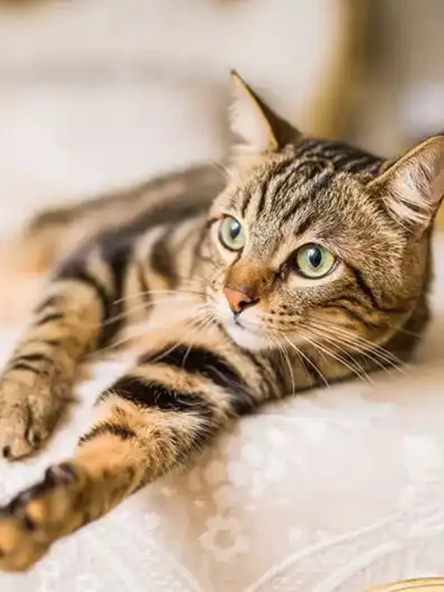 The 7 Friendliest Cat Breeds