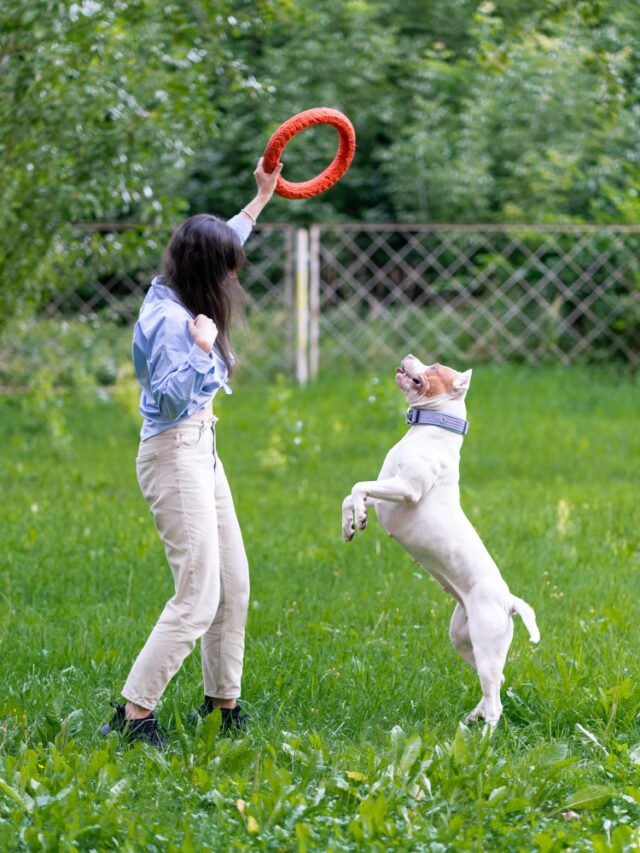 anonymous-brunette-woman-training-american-pitbull-terrier-with-hoop-park-petrenthood