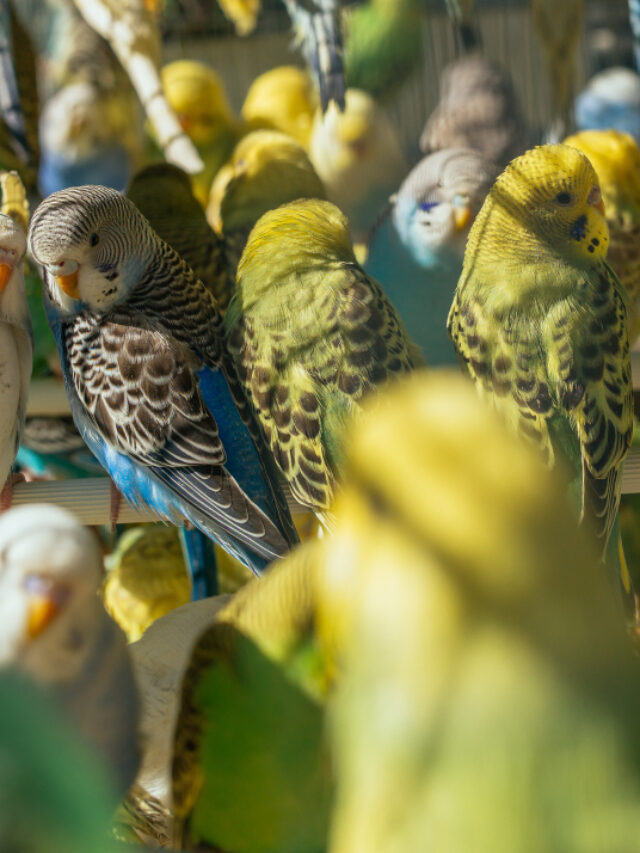 Reproduction: Learn How Parakeets Mate