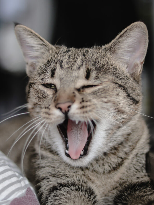 closeup-shot-gray-striped-cute-cat