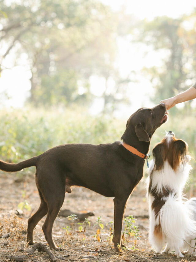 crop-faceless-person-feeding-adorable-dogs-countryside-rough-collie-photos