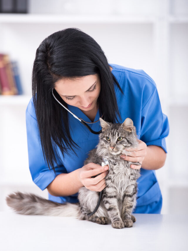 doctor-is-making-check-up-cute-beautiful-cat