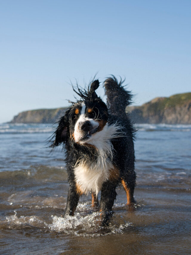 dog-having-fun-beach