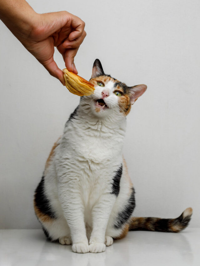 domestic-cat-biting-bread-funny-cat-eating-concept