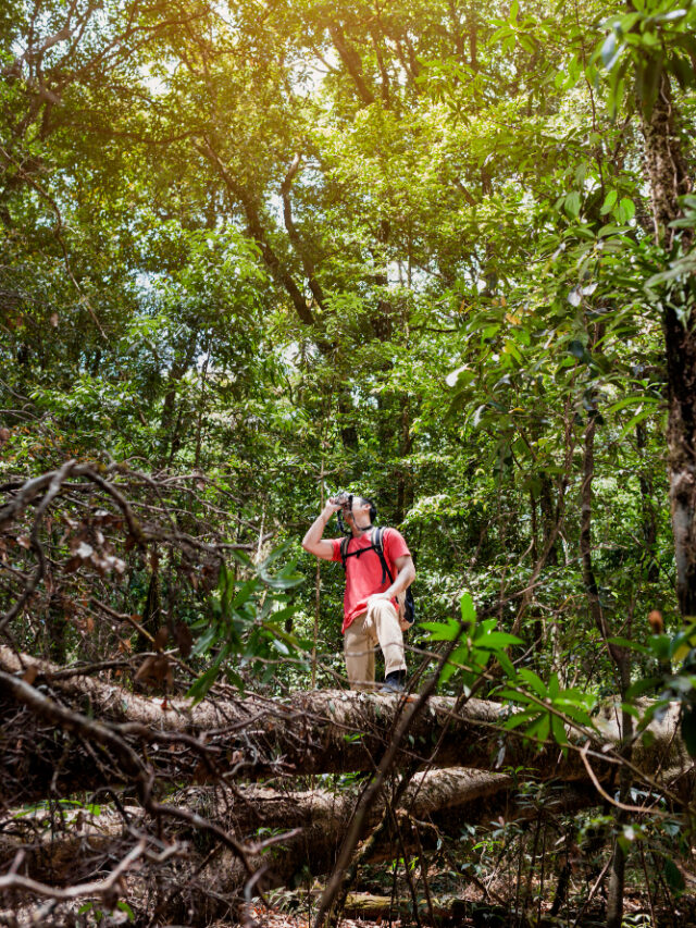 Explore 8 Beautiful Trees Native to Brazil