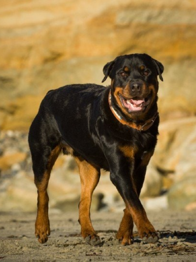 Rarest Dog Breeds of All Time