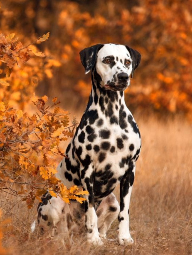 7 Most Adorable Dog Breeds That Always Look Like Puppies