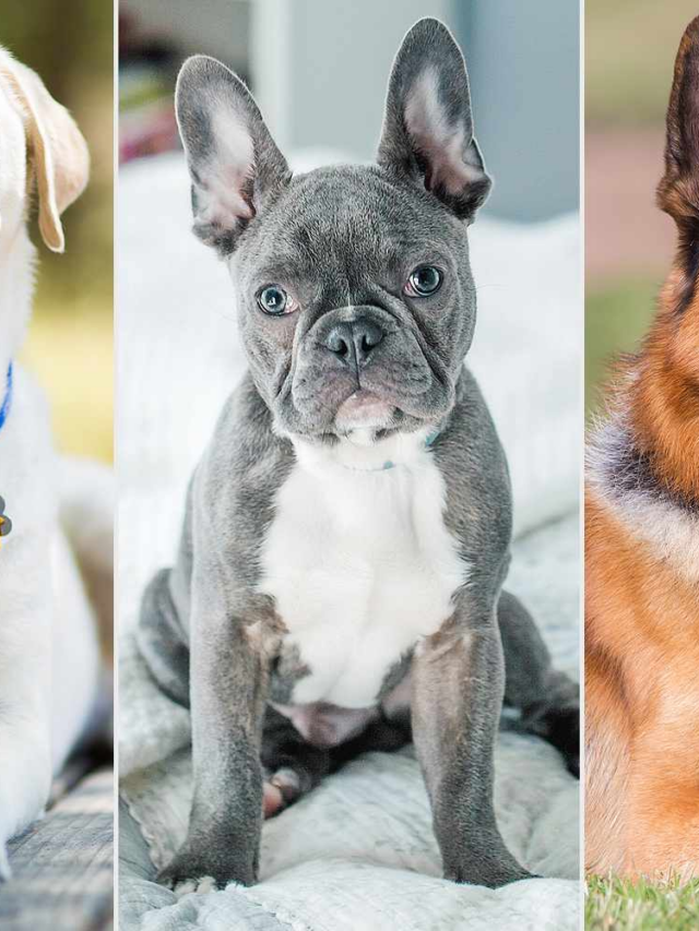 America Has a New 7 Favorite Dog Breed — for the First Time in 31 Years