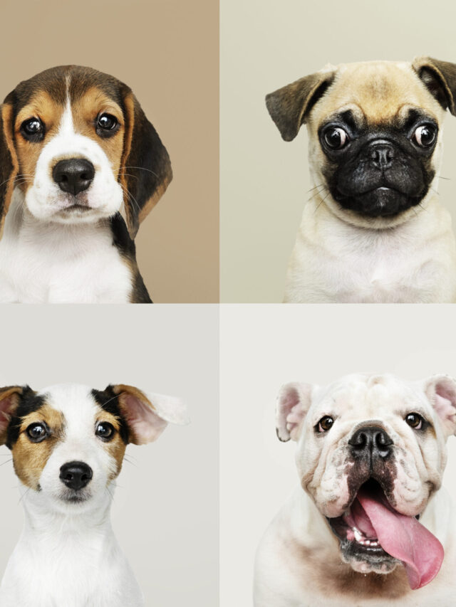 7 Dog Breeds That Are Considered To Be The Most Healthy